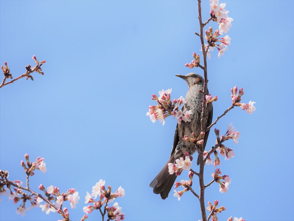 桜