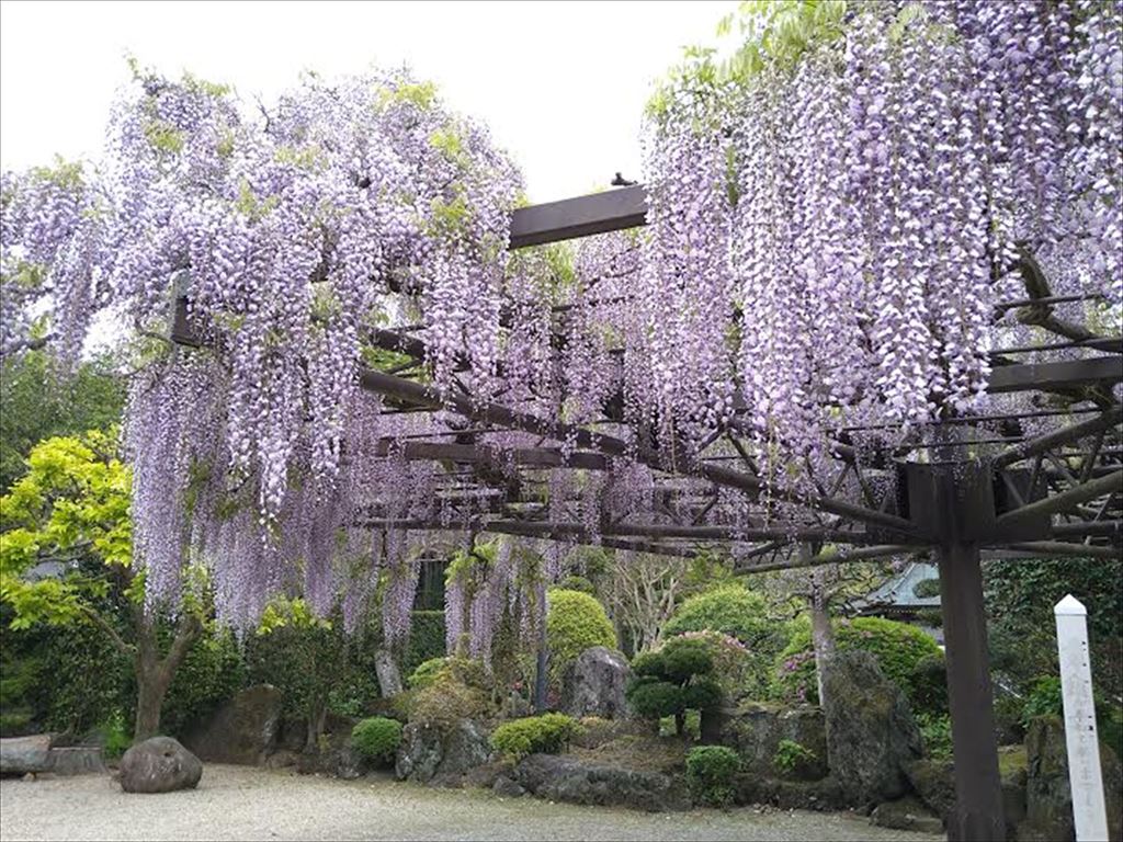 林泉寺の藤