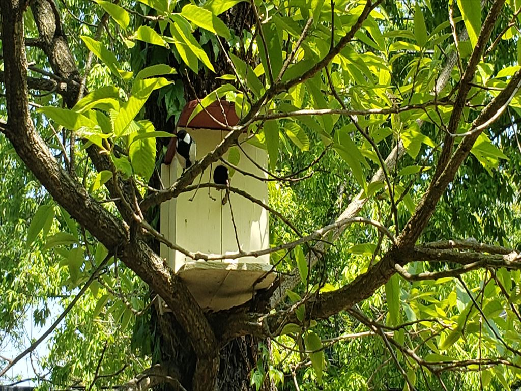 シジュウカラの家