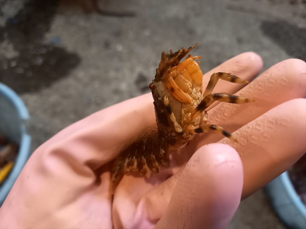 海の小さい生き物