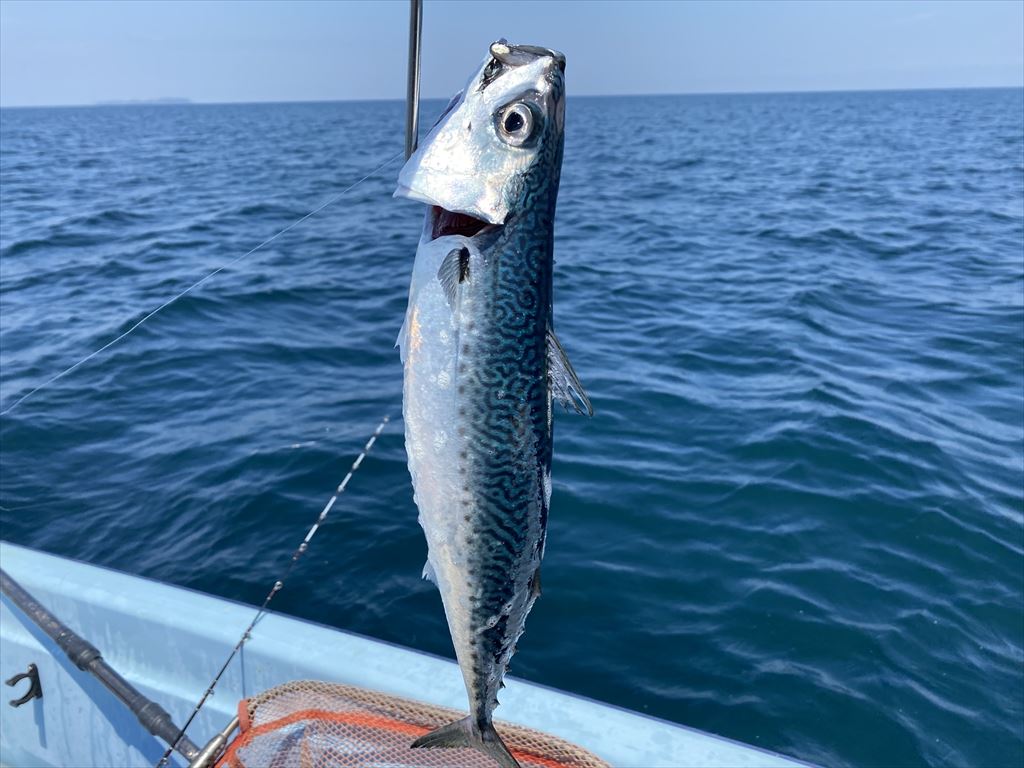 釣り日和