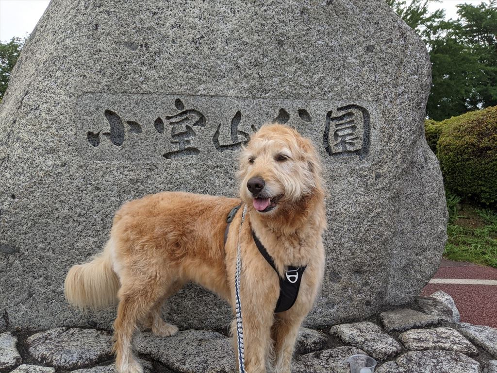 雨上がりのまるの散歩