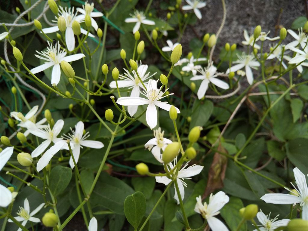 ひっそりと咲く野花