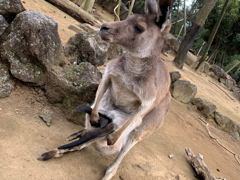 シャボテン公園