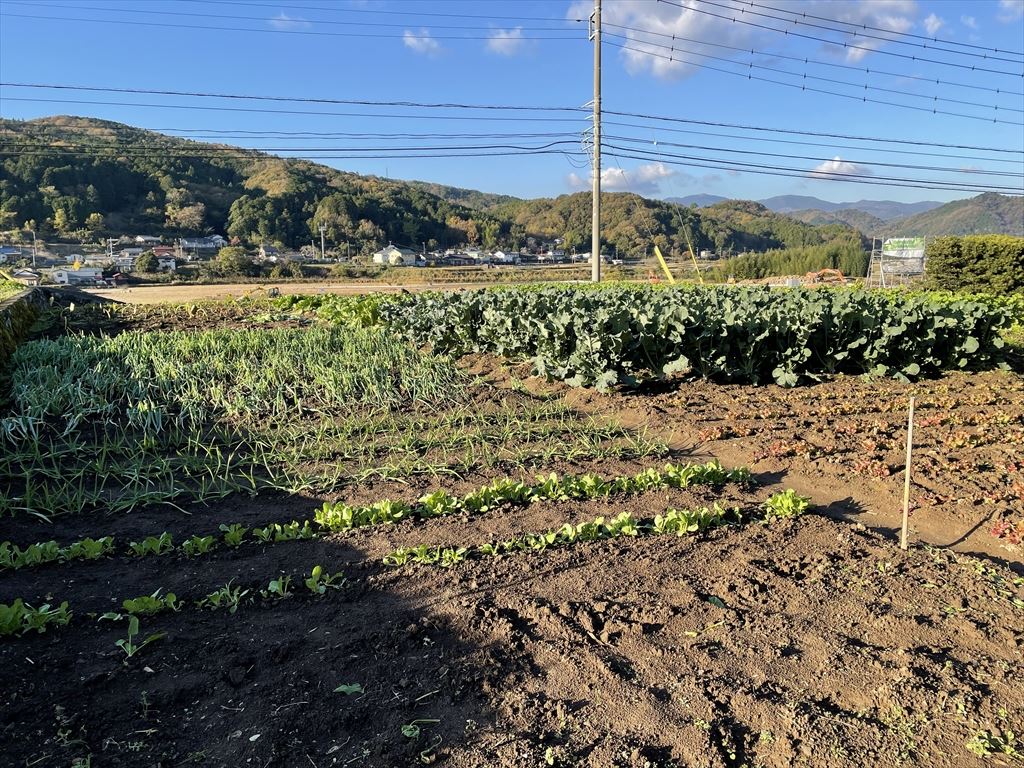 2021年11月の田畑