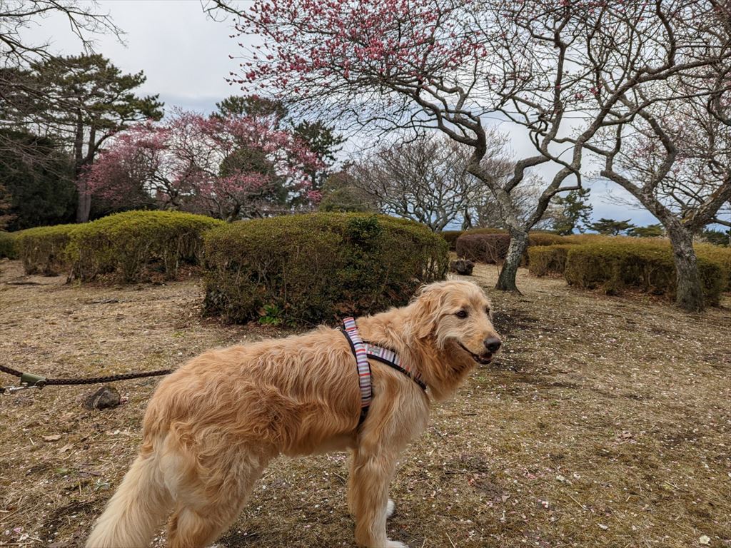 誰もいない小室山