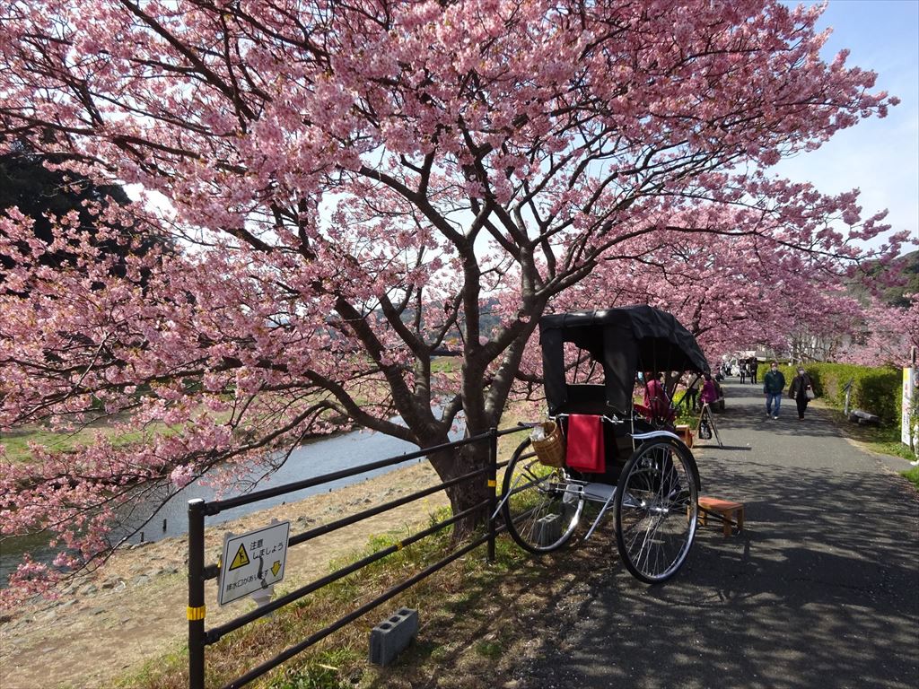 みなみの桜