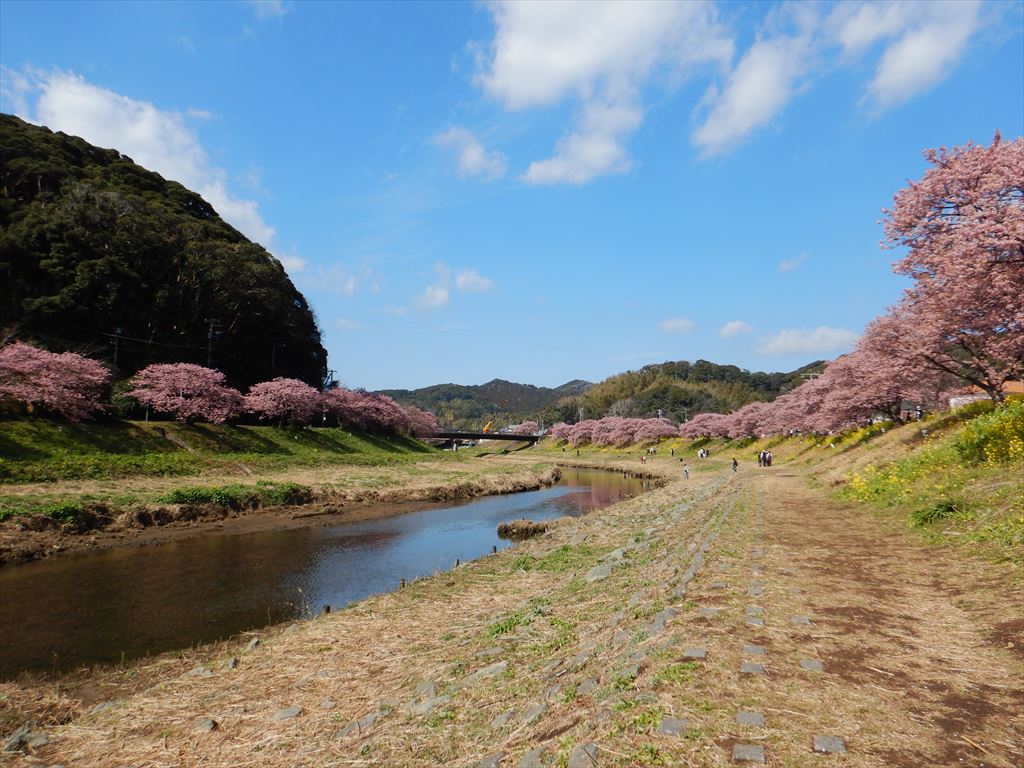 みなみの桜と菜の花まつり