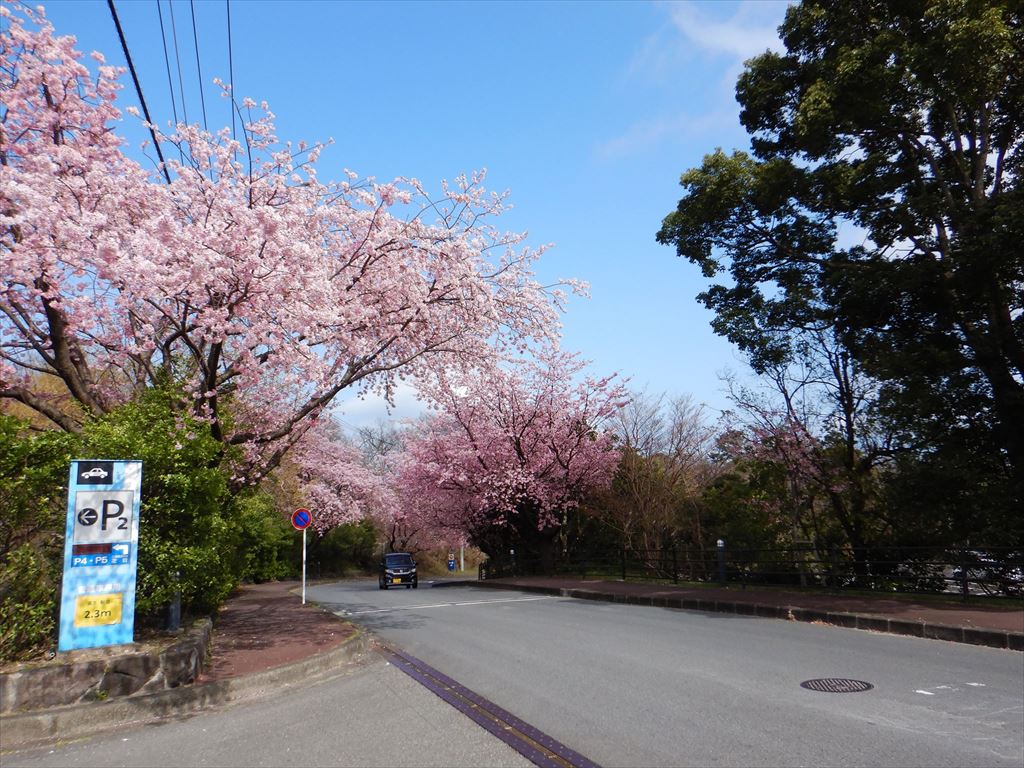 大寒桜が満開です！