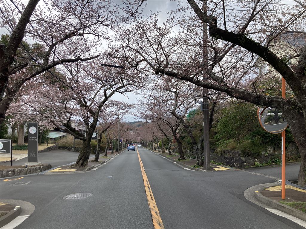 桜開花予報