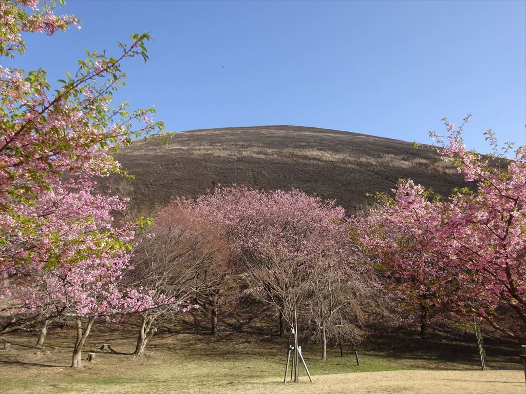 山焼き後の大室山