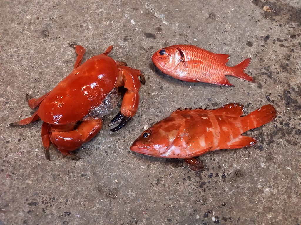 赤いカニと赤い魚