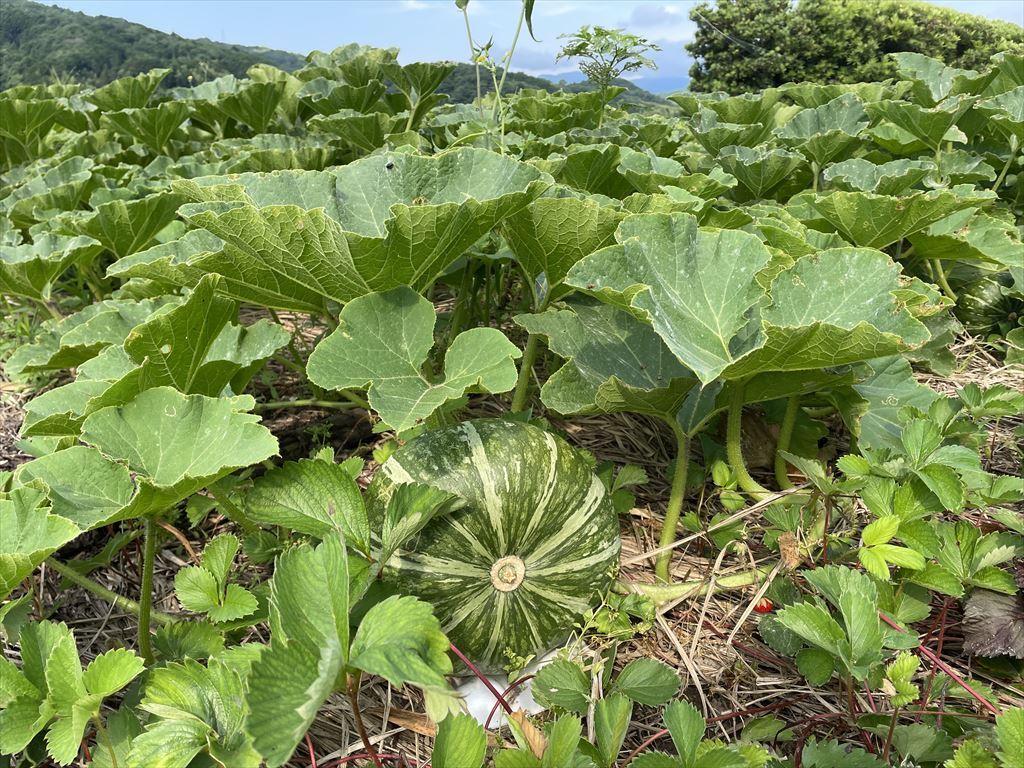 2022年7月の田畑