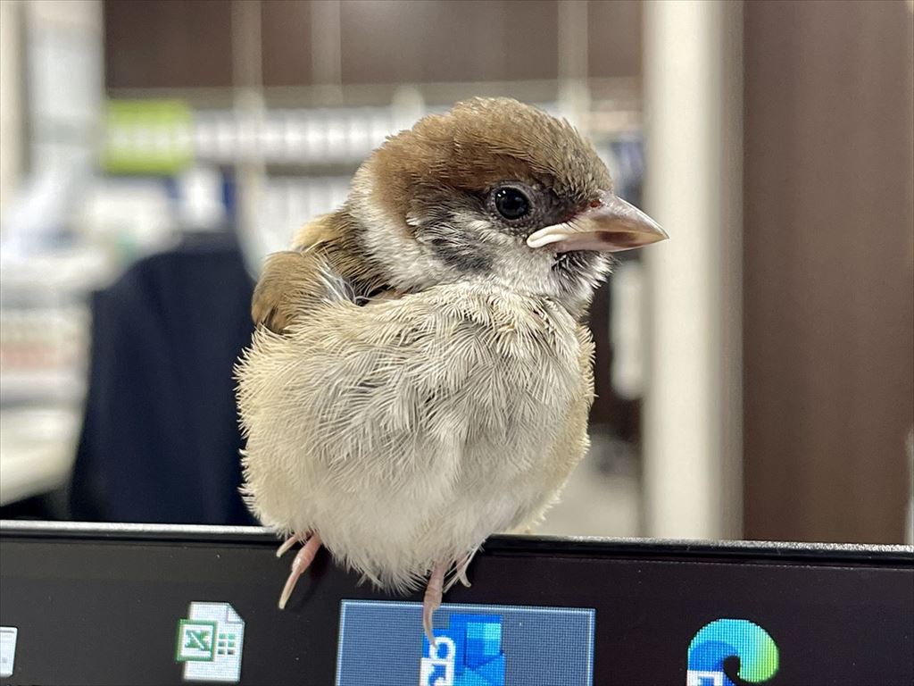 すずめの雛の保護から放鳥まで