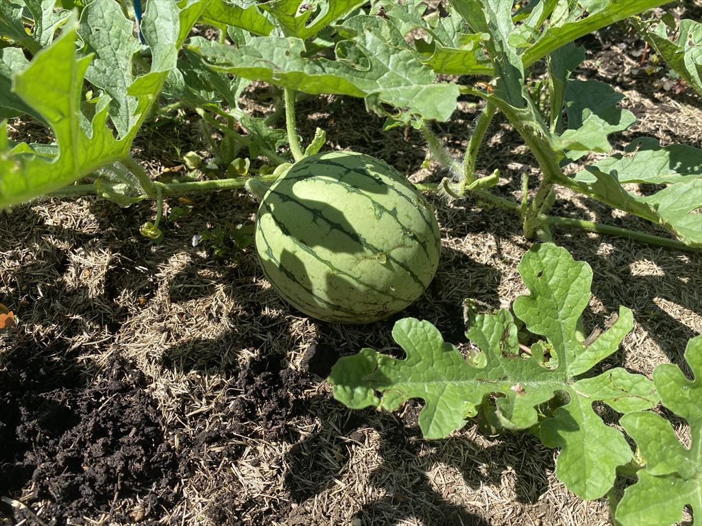 夏野菜を楽しみました