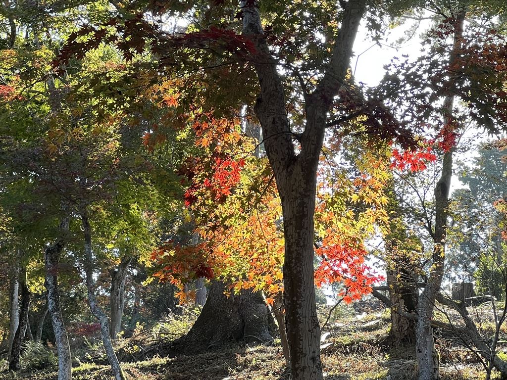 修善寺自然公園もみじ林