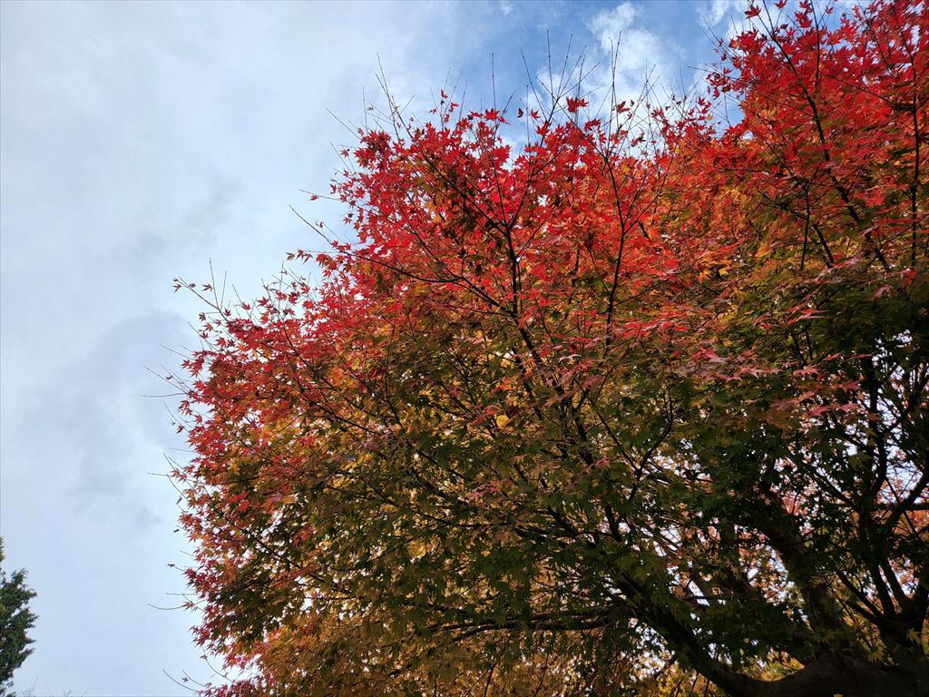 天城高原の紅葉