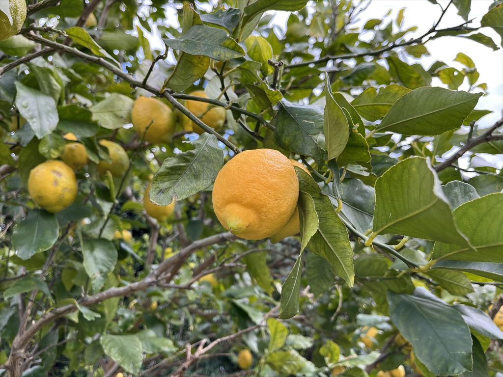 レモンの収穫とニンニク栽培