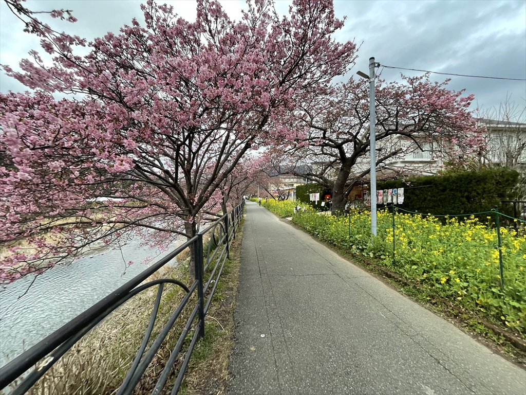 河津桜