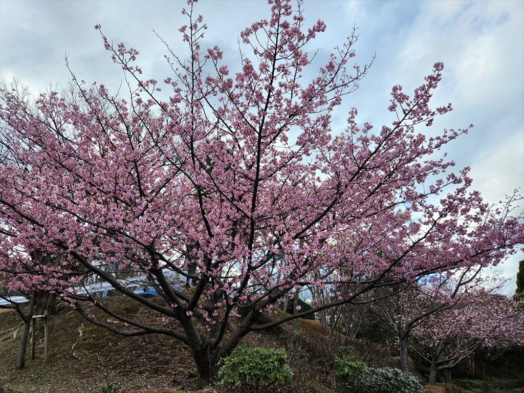伊豆高原おおかん桜