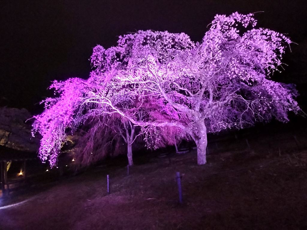 「さくらの里」夜桜見