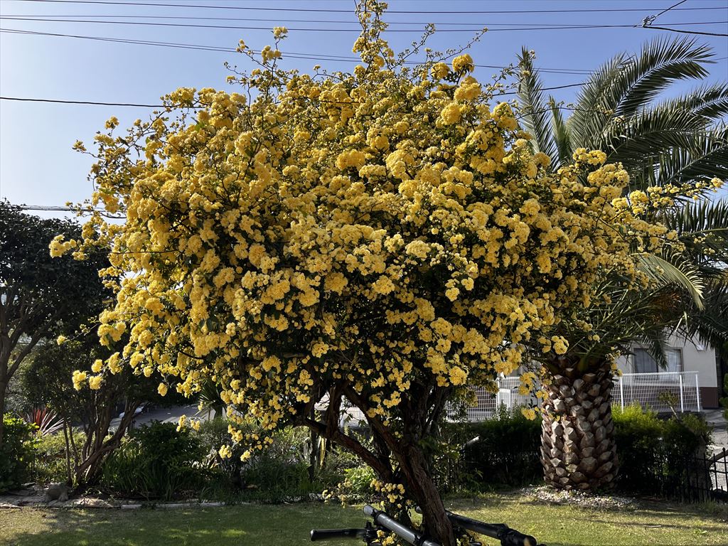 お庭の花たち