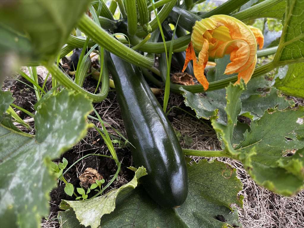 野菜の収穫