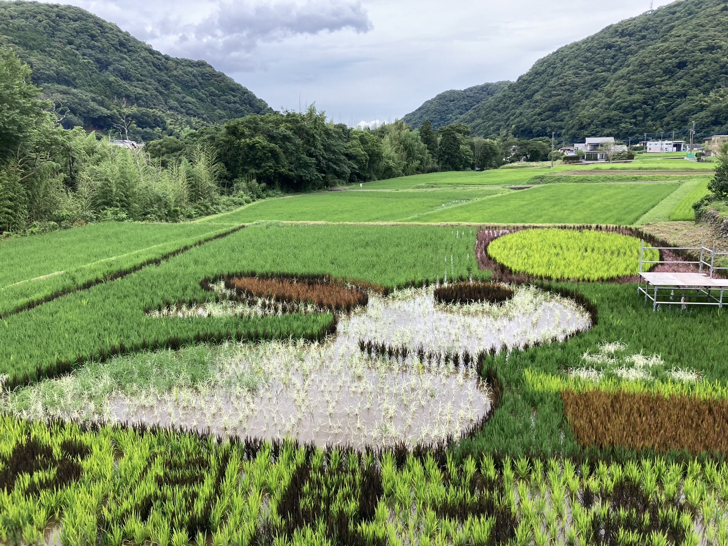 田んぼアート