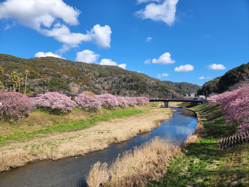 みなみの桜と菜の花まつり