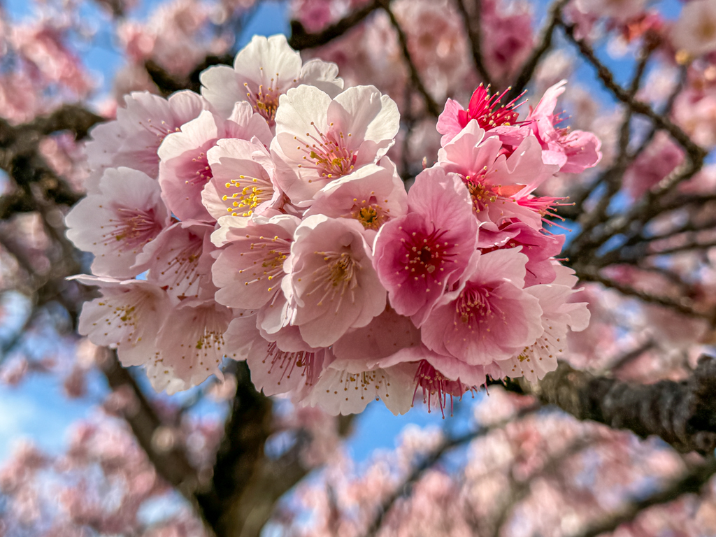 あたみ桜