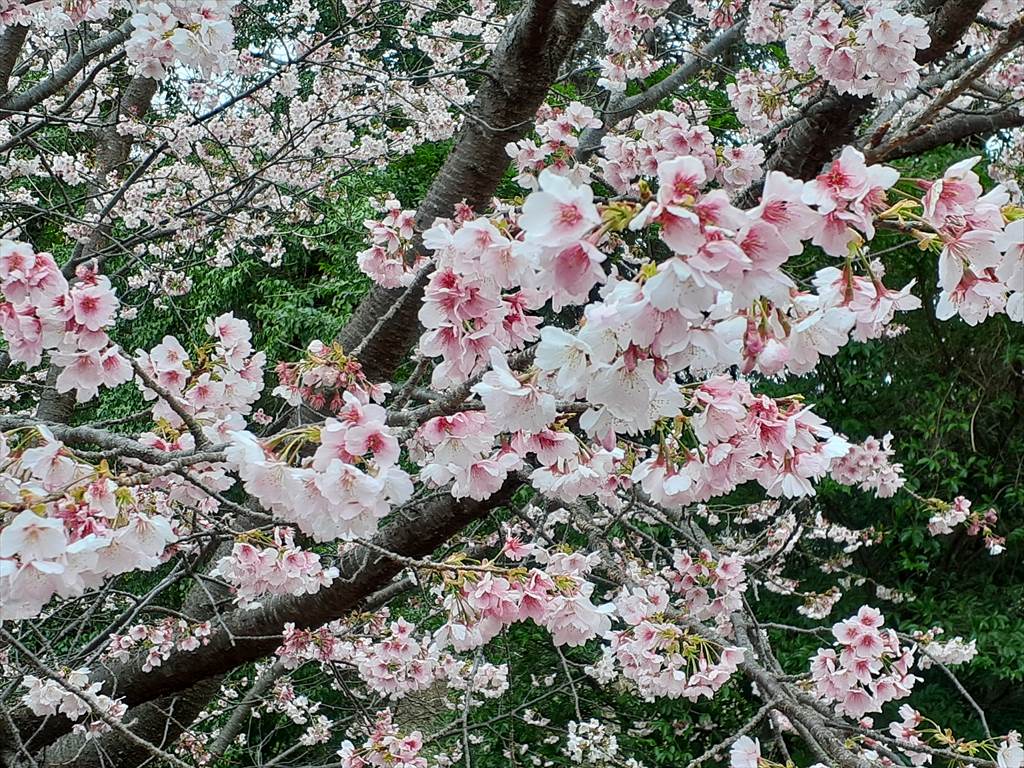 伊豆高原の桜