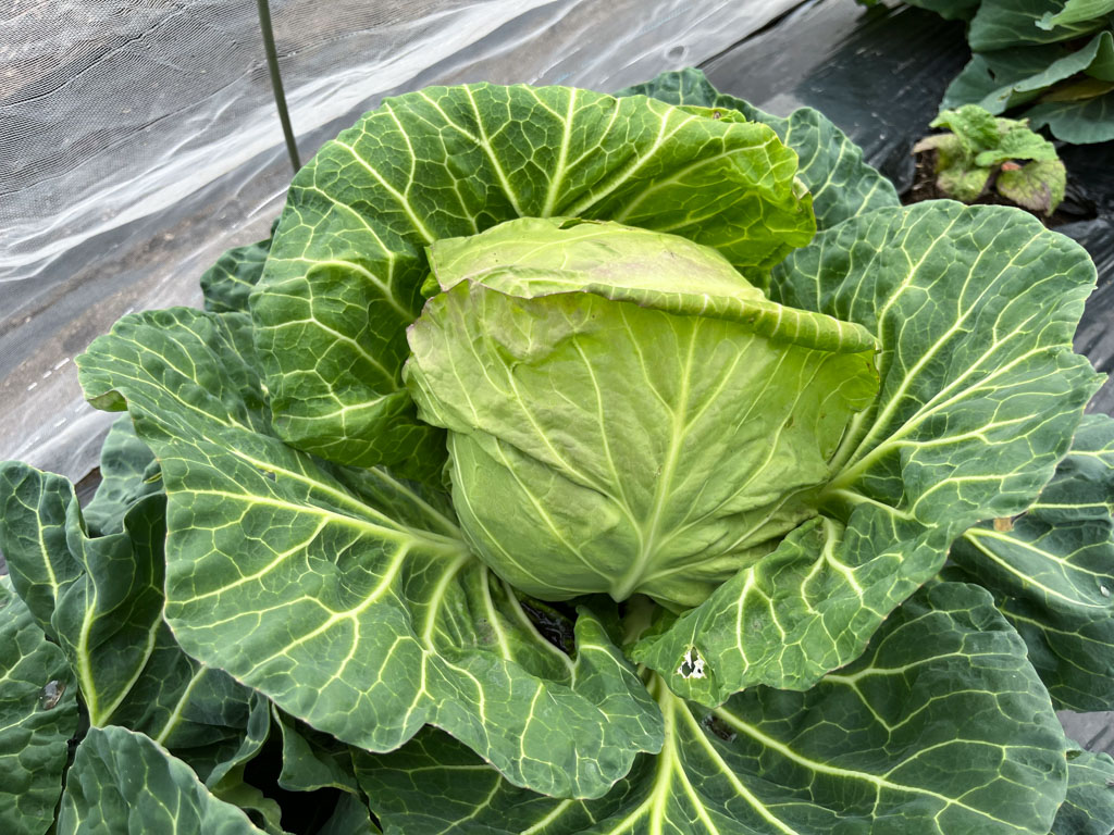 休日の野菜作り奮闘記