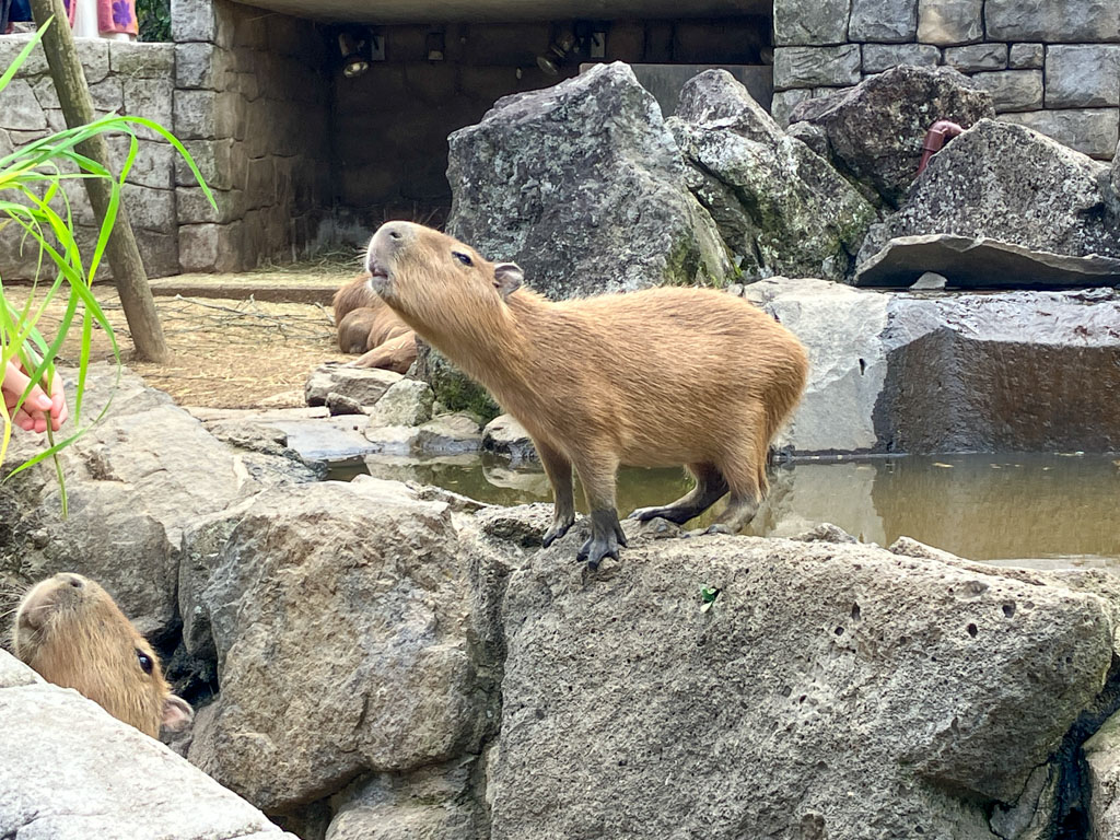 伊豆シャボテン動物公園