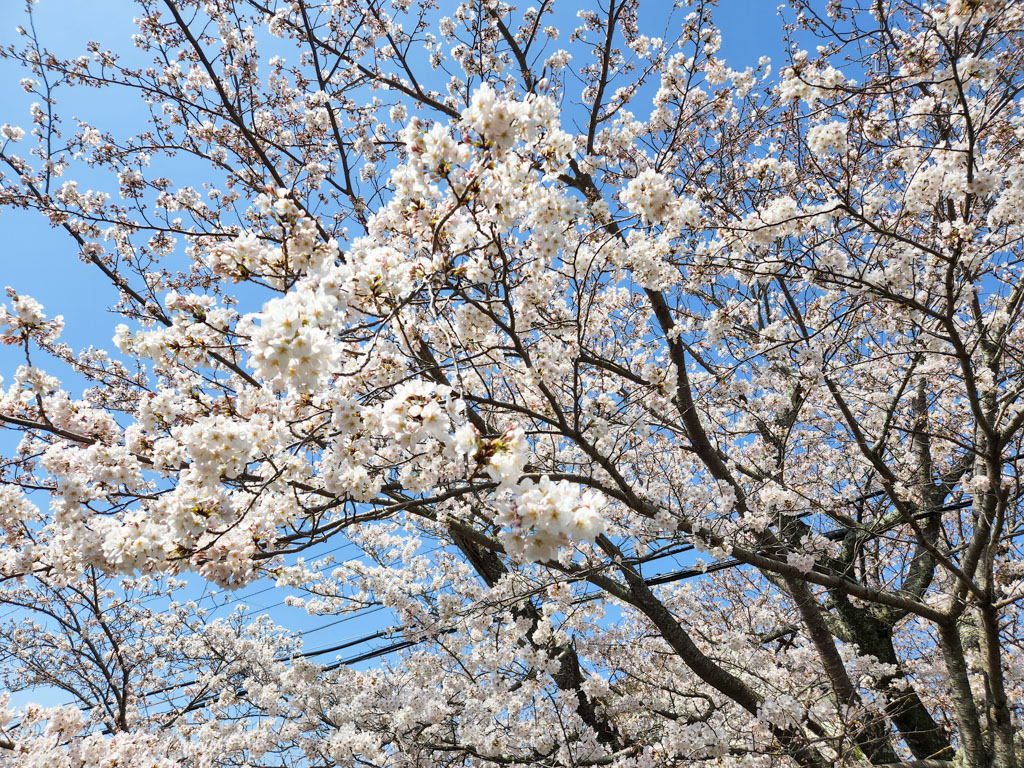 桜が満開になりました