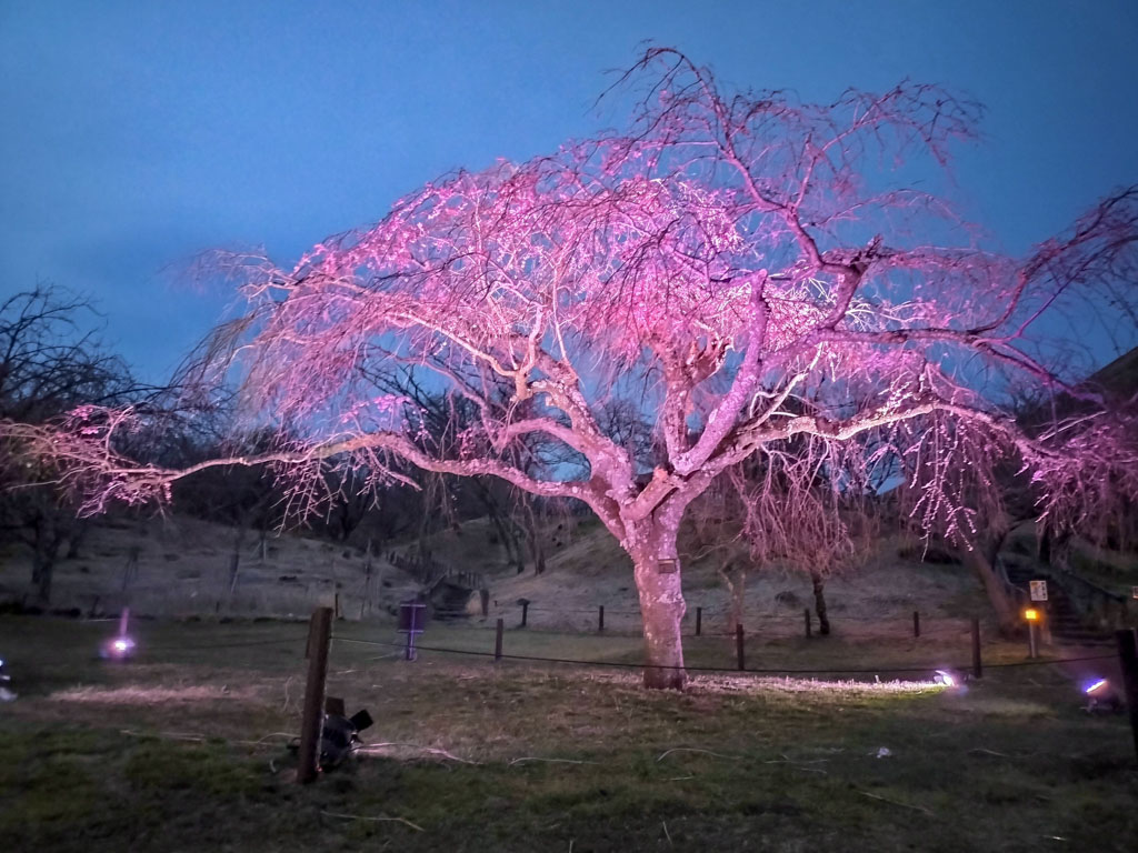 さくらの里夜桜見物