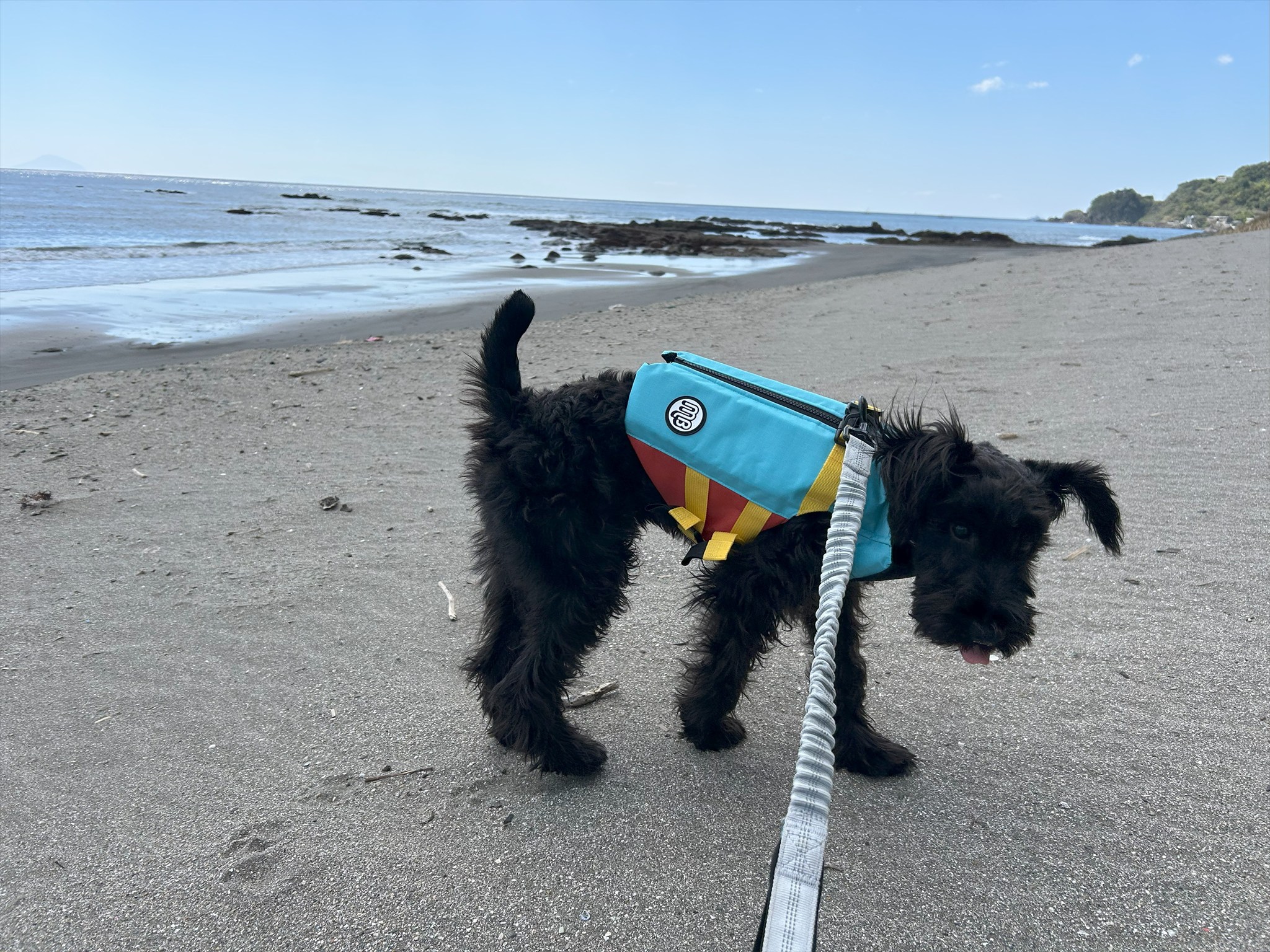 愛犬、海デビュー！……でもまさかの○○！？