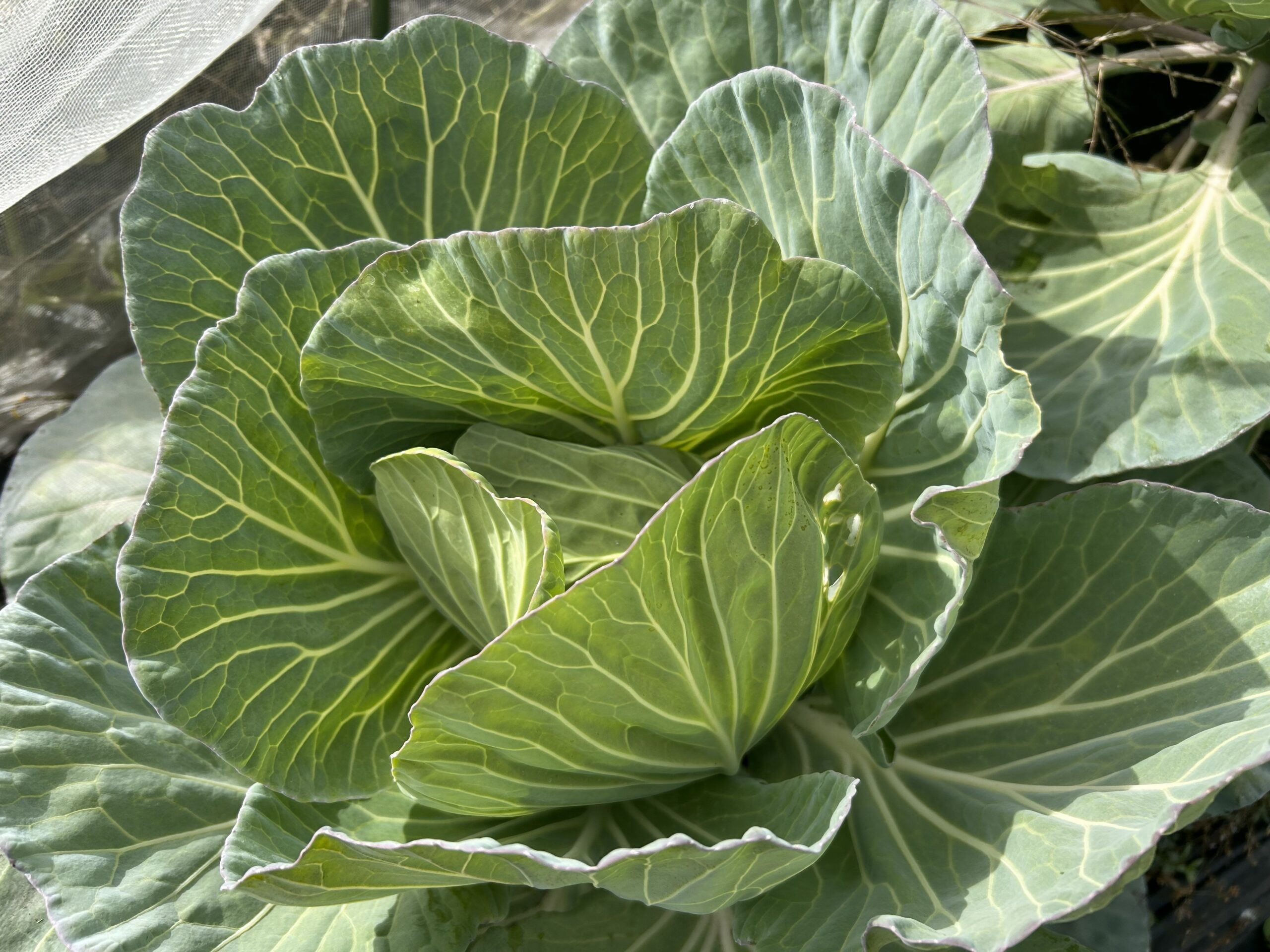 休日の野菜作り奮闘記20