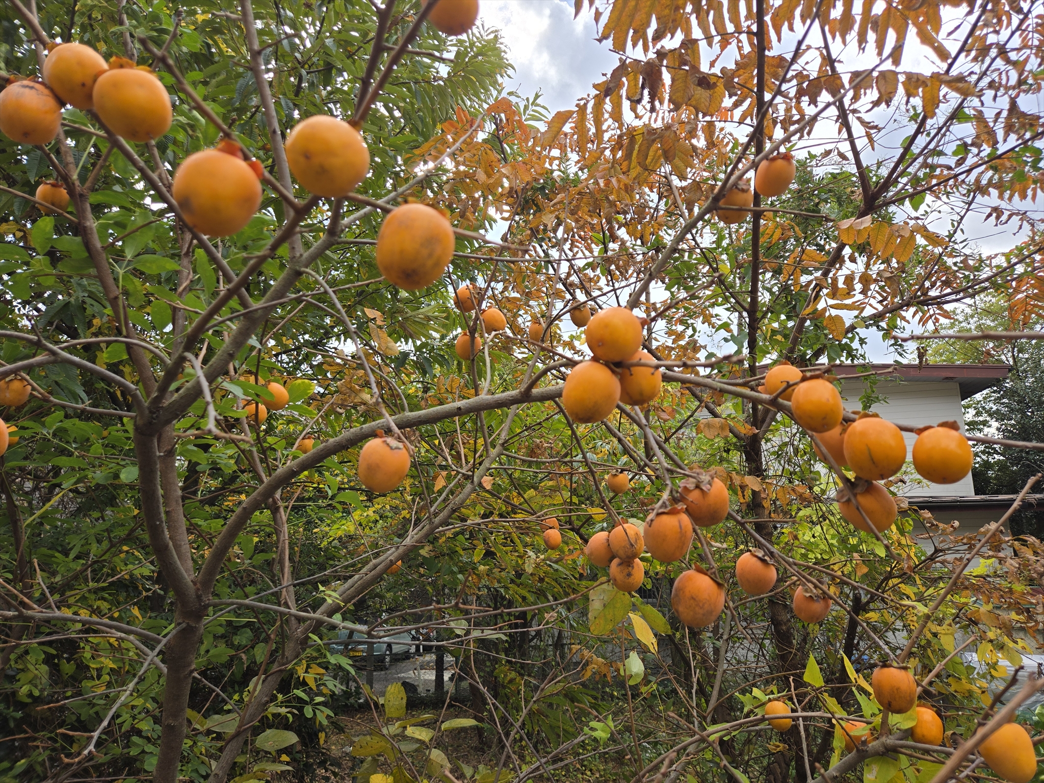 二度目の干し柿づくり！