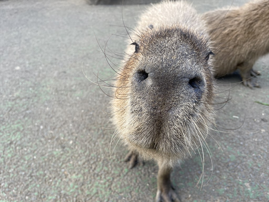 伊豆シャボテン動物公園